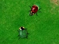 Beetle Wars for å spille online